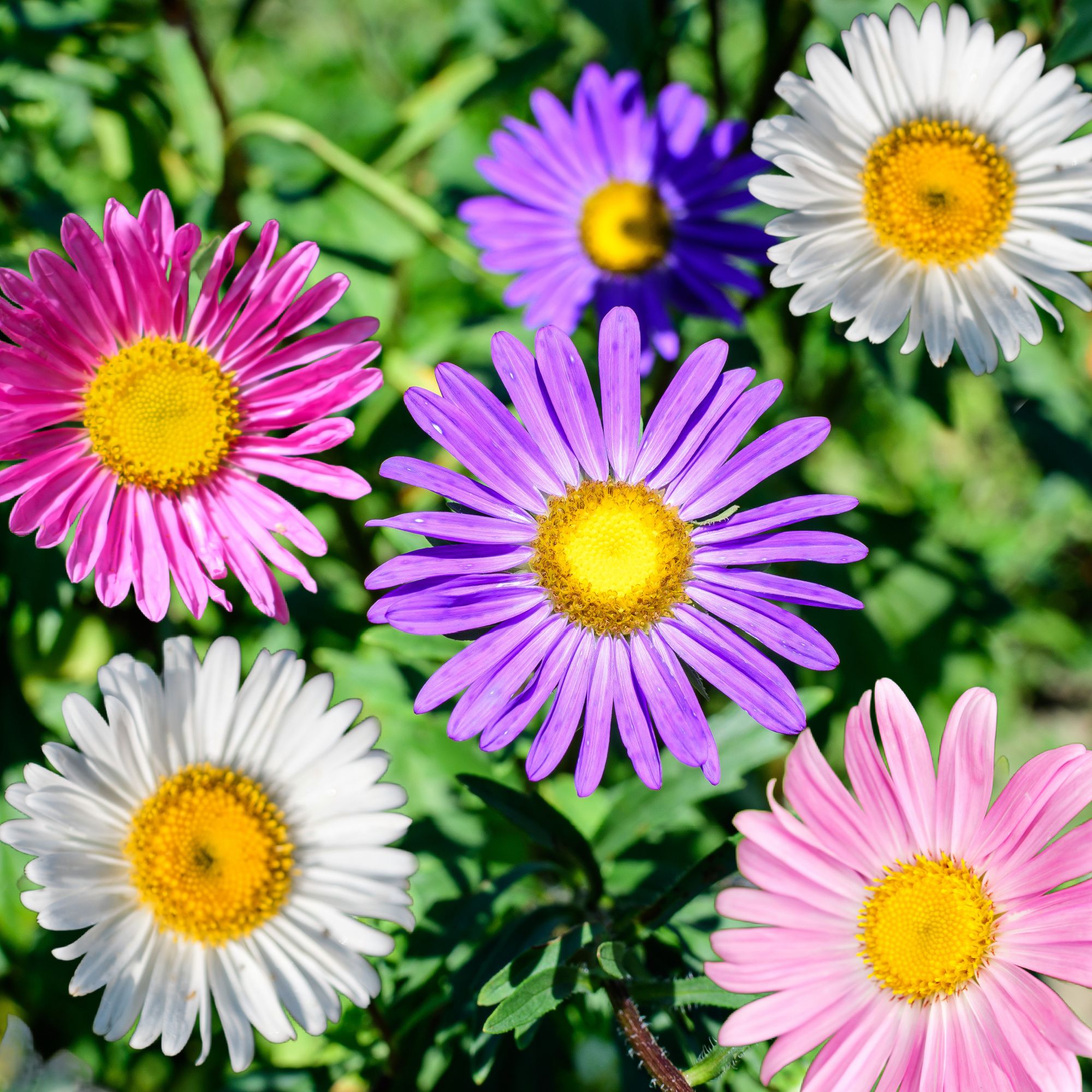 China Aster Seeds - Single Rainbow Mix - 1 G Packet ~42 Seeds - Buy Non-GMO Callistephus Chinensis - Home Farm & Gardening Seeds
